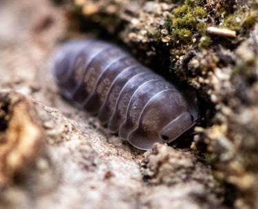 Cubaris Black Diamond Isopods